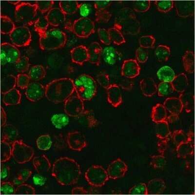 Immunocytochemistry/Immunofluorescence: NPM1 Antibody (NPM1/3286) - Azide and BSA Free [NBP2-79875] - Immunofluorescence staining of K562 cells using NPM1 Antibody (NPM1/3286) followed by goat anti-Mouse IgG conjugated to CF488 (green). Nuclei are stained with RedDot.