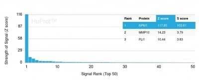 Protein Array: NPM1 Antibody (NPM1/3286) - Azide and BSA Free [NBP2-79875] - Analysis of Protein Array containing more than 19,000 full-length human proteins using NPM1 Antibody (NPM1/3286) Z- and S- Score: The Z-score represents the strength of a signal that a monoclonal antibody (MAb) (in combination with a fluorescently-tagged anti-IgG secondary antibody) produces when binding to a particular protein on the HuProt(TM) array. Z-scores are described in units of standard deviations (SD's) above the mean value of all signals generated on that array. If targets on HuProt(TM) are arranged in descending order of the Z-score, the S-score is the difference (also in units of SD's) between the Z-score. S-score therefore represents the relative target specificity of a MAb to its intended target. A MAb is considered to specific to its intended target, if the MAb has an S-score of at least 2.5.