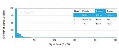 Protein Array: NPM1 Antibody (NPM1/3287) - Azide and BSA Free [NBP2-79876] - Analysis of Protein Array containing more than 19,000 full-length human proteins using NPM1 Antibody (NPM1/3287) Z- and S- Score: The Z-score represents the strength of a signal that a monoclonal antibody (Monoclonal Antibody) (in combination with a fluorescently-tagged anti-IgG secondary antibody) produces when binding to a particular protein on the HuProt(TM) array. Z-scores are described in units of standard deviations (SD's) above the mean value of all signals generated on that array. If targets on HuProt(TM) are arranged in descending order of the Z-score, the S-score is the difference (also in units of SD's) between the Z-score. S-score therefore represents the relative target specificity of a Monoclonal Antibody to its intended target. A Monoclonal Antibody is considered to specific to its intended target, if the Monoclonal Antibody has an S-score of at least 2.5