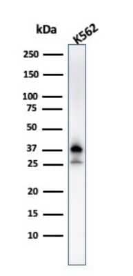 Western Blot: NPM1 Antibody (NPM1/3287) - Azide and BSA Free [NBP2-79876] - Western Blot Analysis of K562 cell lysate using NPM1 Antibody (NPM1/3287).