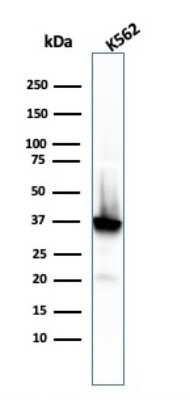 Western Blot: NPM1 Antibody (rNPM1/1901) - Azide and BSA Free [NBP3-08750] - Western Blot Analysis of K562 cell lysate using NPM1 Recombinant Mouse Monoclonal Antibody (rNPM1/1901).