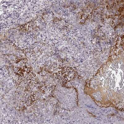 Immunohistochemistry-Paraffin NPW Antibody