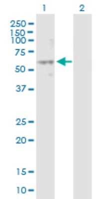 Western Blot: NPY1R Antibody [H00004886-B01P] - Analysis of NPY1R expression in transfected 293T cell line by NPY1R polyclonal antibody.  Lane 1: NPY1R transfected lysate(44.40 KDa). Lane 2: Non-transfected lysate.