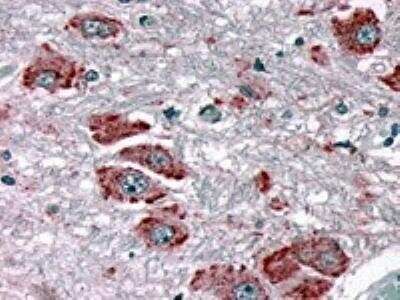 Immunohistochemistry-Paraffin: NPY4R Antibody [NLS1071] - Analysis of anti-NPY4R / PPYR1 antibody with brain at 4 ug/ ml.