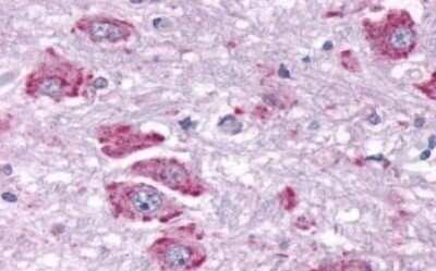 Immunohistochemistry-Paraffin: NPY4R Antibody [NLS1071] - Anti-PPYR1 antibody IHC of human brain. Immunohistochemistry of formalin-fixed, paraffin-embedded tissue after heat-induced antigen retrieval.