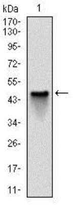 Western Blot: NQO-1 Antibody (4D12) [NBP2-37541] - Western blot analysis using NQO1 mAb against human NQO1 (AA: 134-274) recombinant protein. (Expected MW is 41.3 kDa)