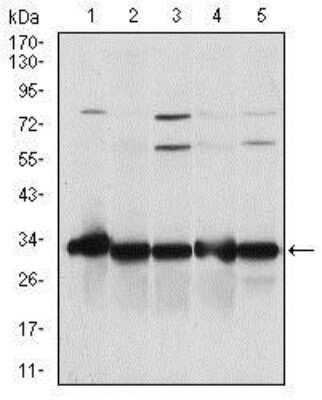 Western Blot: NQO-1 Antibody (4D12) [NBP2-37541] - Western blot analysis using NQO1 mouse mAb against A549 (1), SKNES (2), HepG2 (3), MCF-7 (4) and Hela (5) cell lysate.
