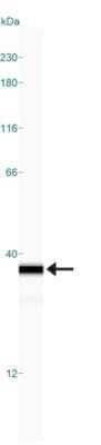 Simple Western: NQO-1 Antibody (A180) - Azide and BSA Free [NBP2-80885] - Simple Western lane view shows a specific band for NQO-1 in 0.5 mg/ml of A431 lysate. This experiment was performed under reducing conditions using the 12-230 kDa separation system. Image from the standard format of this antibody.