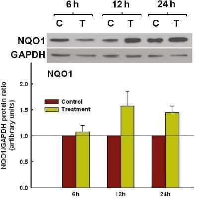 Western Blot: NQO-1 Antibody (A180) - Azide and BSA Free [NBP2-80885] - Antioxidant enzyme synthesis in response to orange oil treatment. Immunoblot analysis demonstrating expression of NQO1 protein at 6, 12 and 24 hrs following 15 min treatment of BEAS-2B cells with the oil preparation or time-matched soy oil control. Representative blots from one of three separate experiments are shown above. Densitometric evaluations of each target protein blot normalized to its corresponding GAPDH for all three experiments are provided below. Bars represent mean +/- SEM. Image collected and cropped by CiteAb from the following publication (//respiratory-research.biomedcentral.com/articles/10.1186/1465-9921-12-92), licensed under a CC-BY license. Image from the standard format of this antibody.