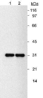 Western Blot: NQO-1 Antibody (A180) - Azide and BSA Free [NBP2-80885] - Detection of NQO1 in A549 lysates using NB 200-209. Lane 1: 0.5 ug/ml. Lane 2: 2 ug/ml. Exposure: 1 second. Image from the standard format of this antibody.