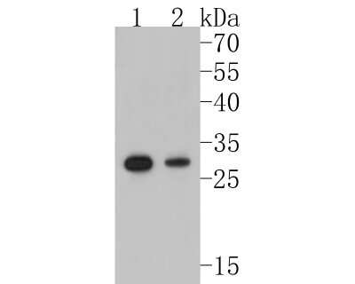 Western Blot: NQO-1 Antibody (JF440-1) [NBP2-66990] - Western blot analysis of NQO-1 on different lysates. Proteins were transferred to a PVDF membrane and blocked with 5% BSA in PBS for 1 hour at room temperature. The primary antibody (1/500) was used in 5% BSA at room temperature for 2 hours. Goat Anti-Rabbit IgG - HRP Secondary Antibody (HA1001) at 1:5,000 dilution was used for 1 hour at room temperature. Positive control: Lane 1: mouse kidney tissue lysate Lane 2: SH-SY5Y cell lysate