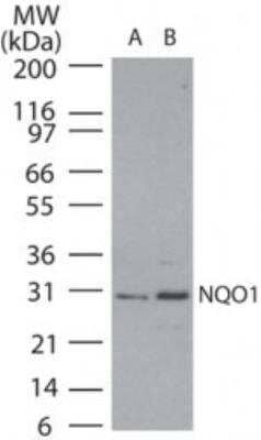 Western Blot: NQO-1 Antibody [NBP2-23792] - Analysis of NQO1 in human spleen lysate using NBP2-23792 at A) 1:1000 and B) 1:500.