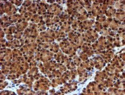 Immunohistochemistry: NQO-2 Antibody (OTI3G4) - Azide and BSA Free [NBP2-73049] - Staining of paraffin-embedded Human pancreas tissue using anti-NQO2 mouse monoclonal antibody.