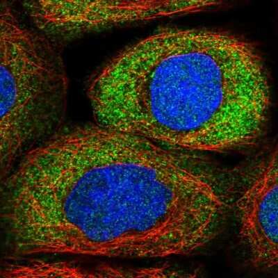 Immunocytochemistry/ Immunofluorescence NRARP Antibody - BSA Free