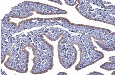 Immunohistochemistry-Paraffin: NRARP Antibody [NBP1-82665] - Staining of human fallopian tube shows moderate cytoplasmic positivity in glandular cells.