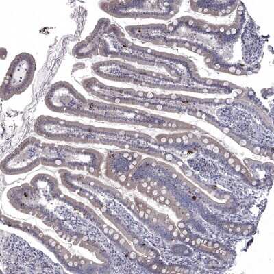 Immunohistochemistry-Paraffin: NRARP Antibody [NBP1-82665] - Staining of human Duodenum shows moderate cytoplasmic positivity in glandular cells.