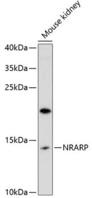 Western Blot NRARP Antibody - Azide and BSA Free