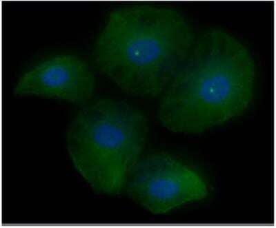 Immunocytochemistry/Immunofluorescence: NRAS Antibody (2G9) [NBP1-74044] - Analysis in HeLa cells line, stained with DAPI (Blue) for nucleus staining and monoclonal anti-human RAS antibody (1:100) with goat anti-mouse IgG-Alexa fluor 488 conjugate (Green).