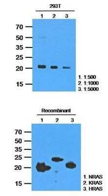 Western Blot: NRAS Antibody (2G9) [NBP1-74044] - The extracts of 293T(35ug) were resolved by SDS-PAGE, transferred to PVDF membrane and probed with anti-human RAS (1:500~1:5000). Proteins were visualized using a goat anti-mouse secondary antibody conjugated to HRP and an ECL detection system.    The cross-reacting of anti-human RAS(AT2G9) was analyzed by western blot with recombinant protein (200ng) of NRAS, KRAS and HRAS.