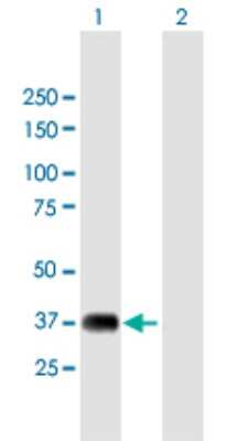 Western Blot: NRBF2 Antibody [H00029982-B02P] - Analysis of NRBF2 expression in transfected 293T cell line by NRBF2 polyclonal antibody.  Lane 1: NRBF2 transfected lysate(31.57 KDa). Lane 2: Non-transfected lysate.