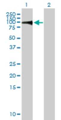 Western Blot: NRBP1 Antibody [H00029959-B01P] - Analysis of NRBP1 expression in transfected 293T cell line by NRBP1 polyclonal antibody.  Lane 1: NRBP1 transfected lysate(58.85 KDa). Lane 2: Non-transfected lysate.