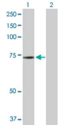 Western Blot: NRBP1 Antibody [H00029959-D01P] - Analysis of NRBP1 expression in transfected 293T cell line by NRBP1 polyclonal antibody.Lane 1: NRBP1 transfected lysate(59.80 KDa).Lane 2: Non-transfected lysate.