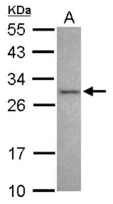 Western Blot NRBP2 Antibody - BSA Free