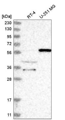 Western Blot NRBP2 Antibody - BSA Free