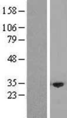 Western Blot: NRBP2 Overexpression Lysate (Adult Normal) [NBP2-04953] Left-Empty vector transfected control cell lysate (HEK293 cell lysate); Right -Over-expression Lysate for NRBP2.