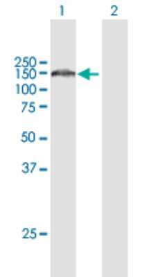 Western Blot: NRDE2 Antibody [H00055051-B01P] - Analysis of C14orf102 expression in transfected 293T cell line by C14orf102 polyclonal antibody.  Lane 1: C14orf102 transfected lysate(128.04 KDa). Lane 2: Non-transfected lysate.