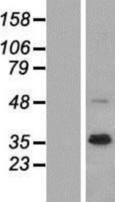 Western Blot Neuregulin-1/NRG1 Overexpression Lysate