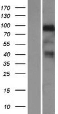 Western Blot Neuregulin-1/NRG1 Overexpression Lysate