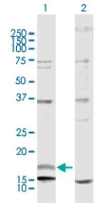 Western Blot: NRG4 Antibody [H00145957-D01P] - Analysis of NRG4 expression in transfected 293T cell line by NRG4 polyclonal antibody.Lane 1: NRG4 transfected lysate(12.70 KDa).Lane 2: Non-transfected lysate.