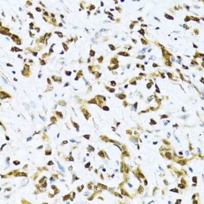 Immunohistochemistry-Paraffin NRIF3 Antibody - Azide and BSA Free