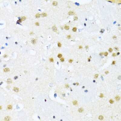 Immunohistochemistry-Paraffin: NRIF3 Antibody [NBP3-03238] - Paraffin-embedded mouse brain using NRIF3 antibody at dilution of 1:100 (40x lens).