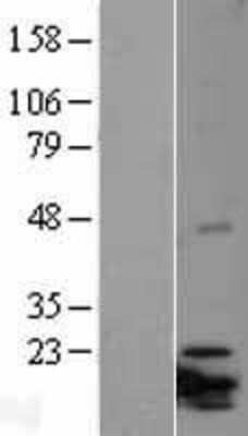 Western Blot NRIF3 Overexpression Lysate