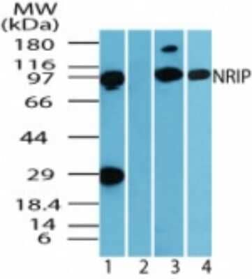 Western Blot NRIP Antibody