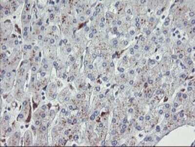 Immunohistochemistry: NRIP3 Antibody (1A9) [NBP2-45876] - Analysis of Human liver tissue.