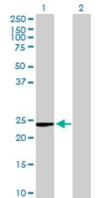 Western Blot: NRK1 Antibody [H00054981-B01P] - Analysis of C9orf95 expression in transfected 293T cell line by C9orf95 polyclonal antibody.  Lane 1: C9orf95 transfected lysate(21.89 KDa). Lane 2: Non-transfected lysate.