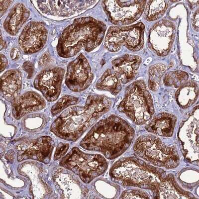 Immunohistochemistry-Paraffin: NRN1L Antibody [NBP1-92176] - Staining of human kidney shows strong cytoplasmic and membranous positivity in cells in tubules.