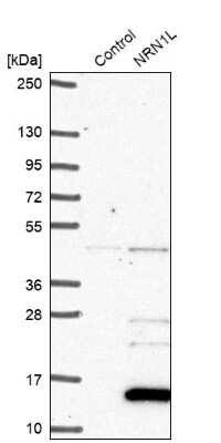 Western Blot: NRN1L Antibody [NBP1-92176] - Analysis in control (vector only transfected HEK293T lysate) and NRN1L over-expression lysate (Co-expressed with a C-terminal myc-DDK tag (3.1 kDa) in mammalian HEK293T cells).