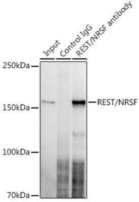 Immunoprecipitation: NRSF Antibody (8R8Z4) [NBP3-16128] - Immunoprecipitation analysis of 300ug extracts of U-87MG cells using 3ug NRSF antibody (NBP3-16128). Western blot was performed from the immunoprecipitate using NRSF antibody (NBP3-16128) at a dilition of 1:1000.