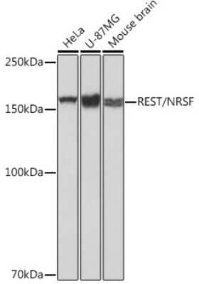 Western Blot: NRSF Antibody (8R8Z4) [NBP3-16128] - Western blot analysis of extracts of various cell lines, using NRSF Rabbit mAb (NBP3-16128) at 1:1000 dilution. Secondary antibody: HRP Goat Anti-Rabbit IgG (H+L) at 1:10000 dilution. Lysates/proteins: 25ug per lane. Blocking buffer: 3% nonfat dry milk in TBST. Detection: ECL Basic Kit. Exposure time: 1s.