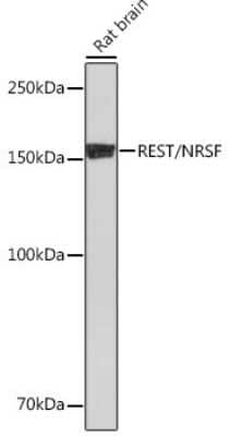 Western Blot: NRSF Antibody (8R8Z4) [NBP3-16128] - Western blot analysis of extracts of Rat brain, using NRSF Rabbit mAb (NBP3-16128) at 1:1000 dilution. Secondary antibody: HRP Goat Anti-Rabbit IgG (H+L) at 1:10000 dilution. Lysates/proteins: 25ug per lane. Blocking buffer: 3% nonfat dry milk in TBST. Detection: ECL Basic Kit. Exposure time: 90s.