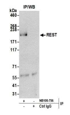 Immunoprecipitation: NRSF Antibody [NB100-756] - Detection of human REST by western blot of immunoprecipitates. Samples: Whole cell lysate (0.5 or 1.0 mg per IP reaction; 20% of IP loaded) from HeLa cells prepared using NETN lysis buffer. Antibodies: Affinity purified rabbit anti-REST antibody NB100-756 used for IP at 6 ug per reaction. For blotting immunoprecipitated REST, NB100-756 was used at 1 ug/ml. Detection: Chemiluminescence with an exposure time of 3 minutes.