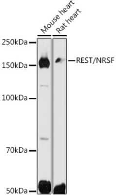 Western Blot: NRSF Antibody [NBP2-93006] - Western blot analysis of extracts of various cell lines, using NRSF antibody (NBP2-93006) at 1:500 dilution. Secondary antibody: HRP Goat Anti-Rabbit IgG (H+L) at 1:10000 dilution. Lysates/proteins: 25ug per lane. Blocking buffer: 3% nonfat dry milk in TBST. Detection: ECL Basic Kit. Exposure time: 30s.