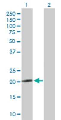 Western Blot: NRSN2 Antibody [H00080023-B01P] - Analysis of NRSN2 expression in transfected 293T cell line by NRSN2 polyclonal antibody.  Lane 1: C20orf98 transfected lysate(22.44 KDa). Lane 2: Non-transfected lysate.