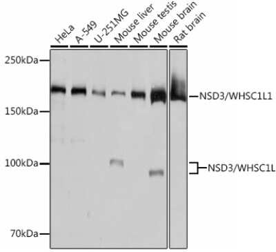 Western Blot: NSD3 Antibody (3U4F9) [NBP3-15449] - Western blot analysis of extracts of various cell lines, using NSD3 Rabbit mAb (NBP3-15449) at 1:1000 dilution. Secondary antibody: HRP Goat Anti-Rabbit IgG (H+L) at 1:10000 dilution. Lysates/proteins: 25ug per lane. Blocking buffer: 3% nonfat dry milk in TBST. Detection: ECL Basic Kit. Exposure time: 3s.