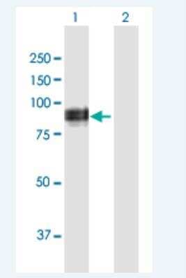 Western Blot: NSD3 Antibody [H00054904-B01P-50ug] - Analysis of WHSC1L1 expression in transfected 293T cell line  (H00054904-T01) by WHSC1L1 MaxPab polyclonal antibody.  Lane 1: WHSC1L1 transfected lysate(70.95 KDa). Lane 2: Non-transfected lysate.