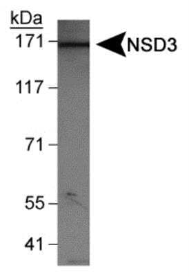Western Blot: NSD3 Antibody [NBP1-04942] - Detection of NSD3 (isoform 1) in HeLa nuclear extracts using NBP1-04942.
